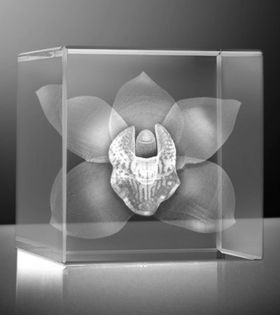Glazen kubus 3D orchydee 6x6x6 cm prijs â‚¬129,00